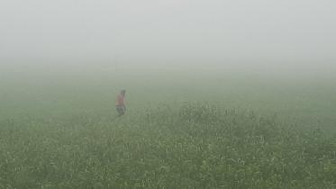 Manikganj fog damages crops-2.jpg