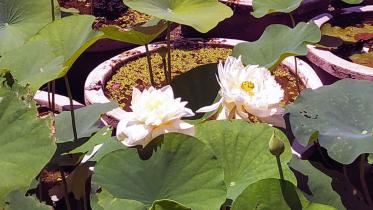 Manikganj_Garden_5Sep20.jpg