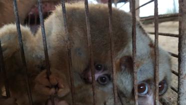 monkey_srimangal.jpg