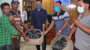 Moulavibazar_bird_30Jul20.jpg