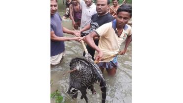 moulovibazar_wild_animal.jpg