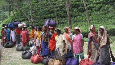 moulvibazar tea (1).jpg