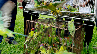 moyna.png