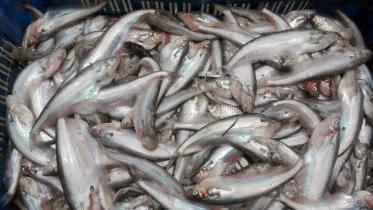 Mymensingh-fish-poisoned.jpg