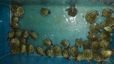 Narayanganj_Wildlife_photo_07.jpg