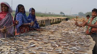 Natore Shutki-1.jpg