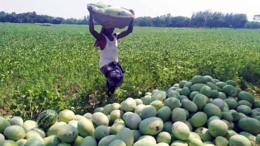 Noakhali-Watermelon.jpg