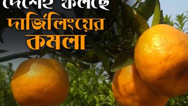 Orange Farming Thumbnil-1.jpg
