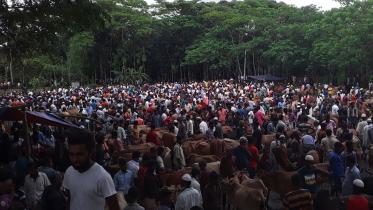 Patuakhali_Cattle_Market_25.jpg