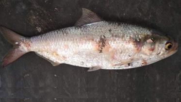 Patuakhali Pic 1124 (24.03.21).jpg