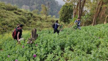Poppy cultivation