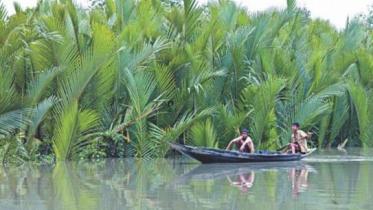 protecting sundarbans