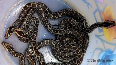 Python.jpg