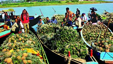 Rangamati_pineapple