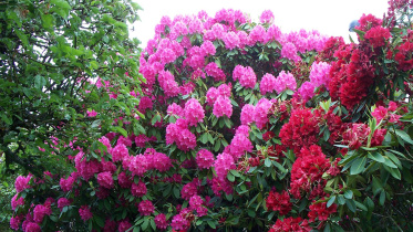 Rhododendron2.JPG