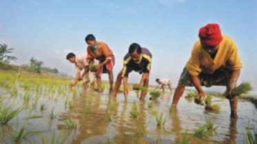 Rice Cultivation-1.jpg