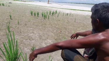 Sands cover farmland