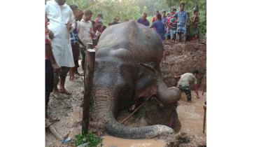 Sherpur elephant found dead-02.jpg