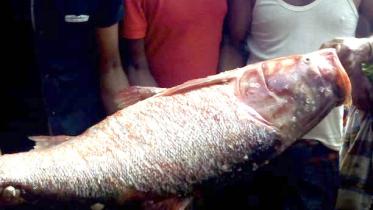 Silver carp