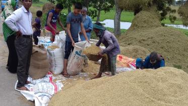 Sunamganj Paddy
