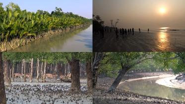 Sundarban