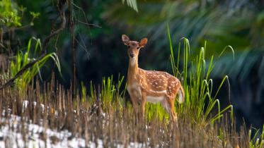 Sundarban