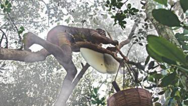 sundarban honey.jpg
