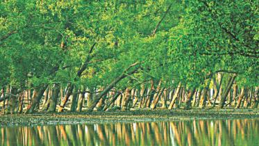 sundarbans_4.jpg