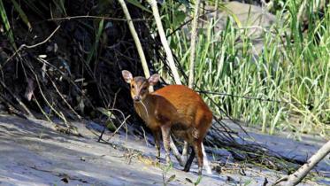 sundarbanwb.jpg