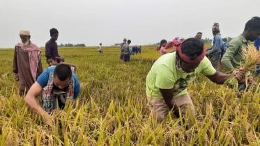 Sylhet Harvesting.jpg