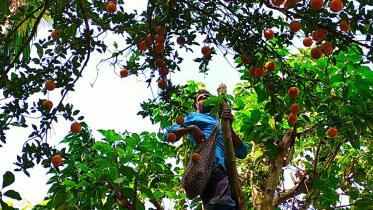 Sylhet Photo Mandarin (1).jpg