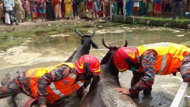 tangail cow.jpg