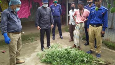 Thakugaon cultivating hemp.jpg