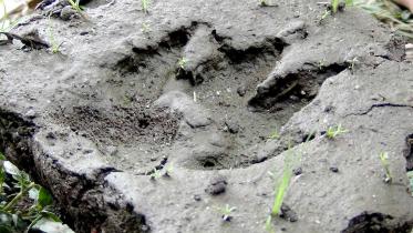 Thakurgaon-Leopard.jpg