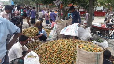 Thakurgaon Pic-Bumper betel nut producttion fails to cheer up growers-03.jpg
