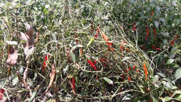 Thakurgaon Pic-Chilli field in Panchagarh attacked with anthroxnose disease-02.jpg