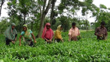 Thakurgaon Pic-Tea production begins-01.jpg