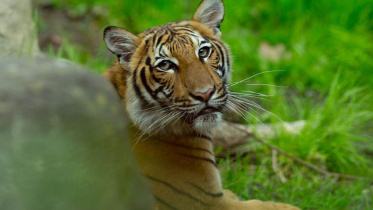 Tiger-1.jpg
