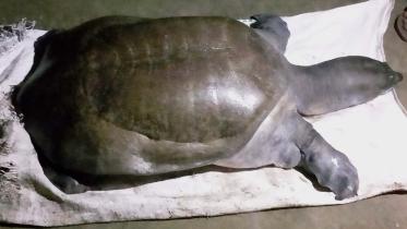 tortoise dies-01.jpg