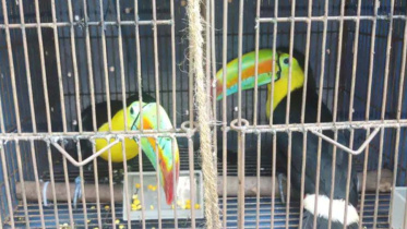 Toucans-1.jpg