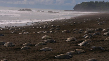 Turtle-1.jpg