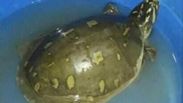 turtle.jpg