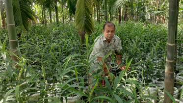 kurigram_ginger_farming-02.jpg