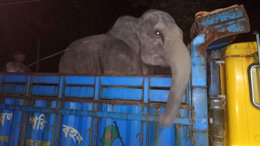 elephant_rescue_29aug21.jpg