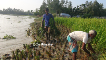 lalmonirhat_flood_farmers.jpg