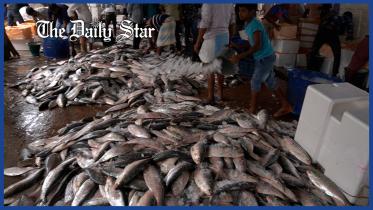 news_byte_hilsa.jpg