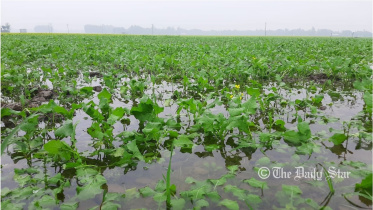 Manikganj crop under water