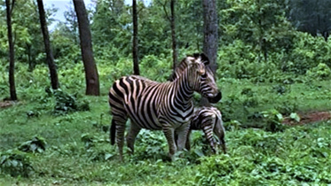 zebra