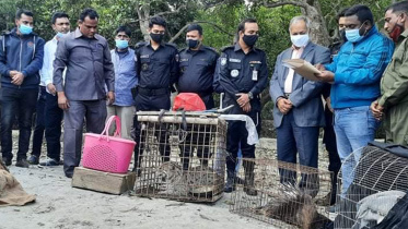 wild animal released