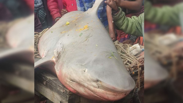 shark.jpg